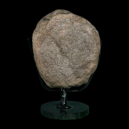 3.1" Hypacrosaurus Dinosaur Fossil Vertebrae Bone Two Medicine FM MT COA Stand