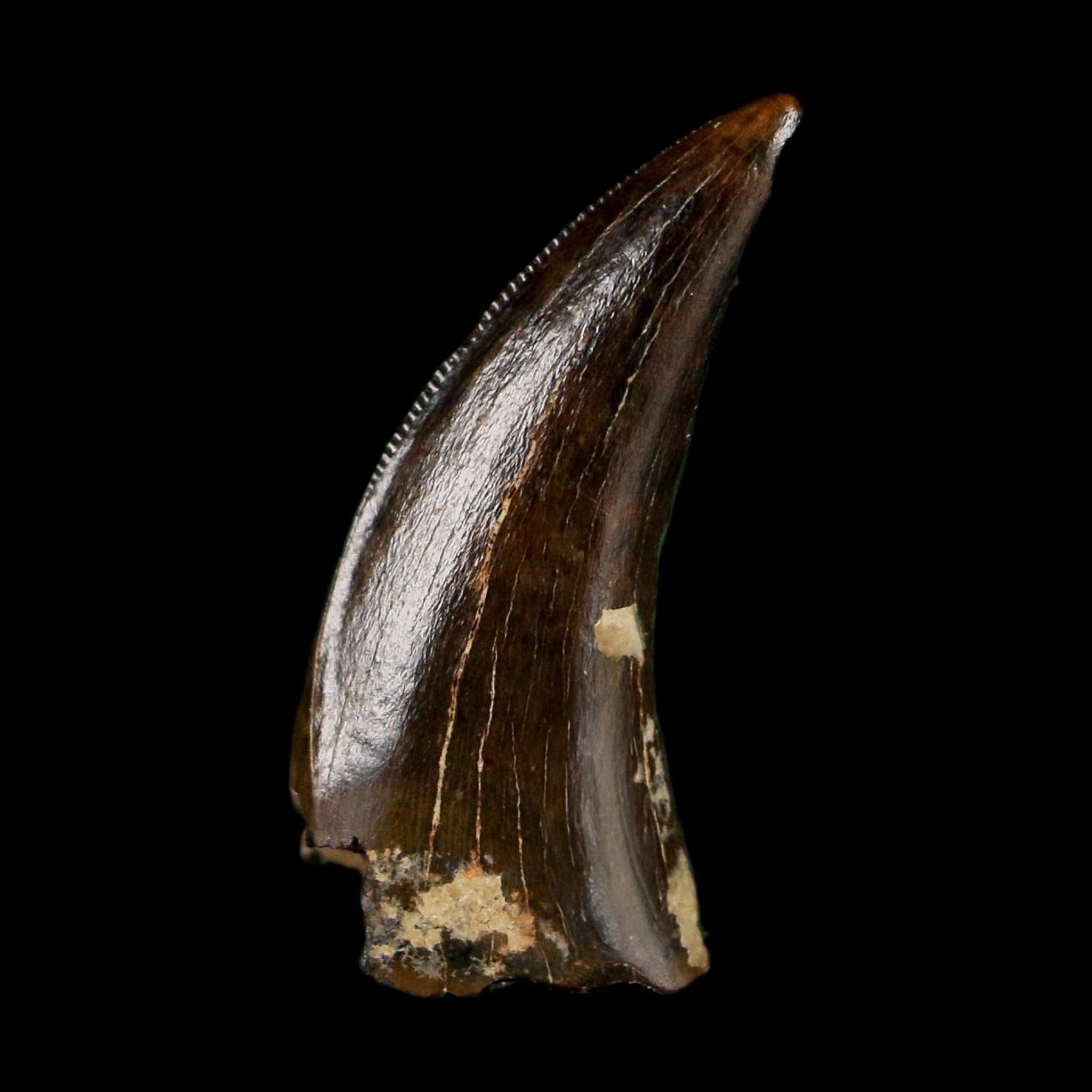 0.6" Saurornitholestes Raptor Serrated Tooth Fossil Judith River FM MT COA, Display