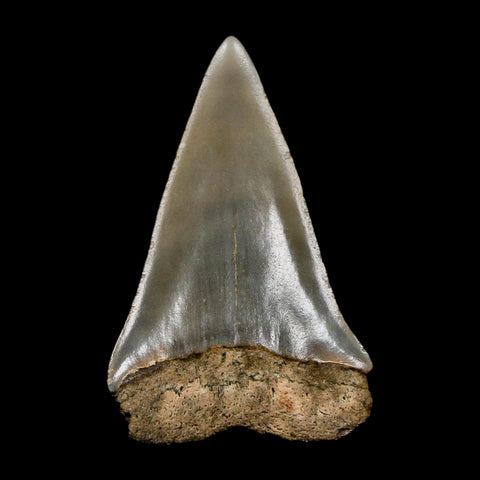 1.8" Quality Hastalis Mako Tooth Serrated Fossil Natural Miocene Age COA
