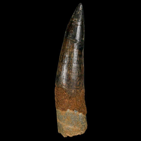 XL 3.4" Spinosaurus Fossil Tooth 100 Million Years Old Cretaceous Dinosaur COA Stand - Fossil Age Minerals