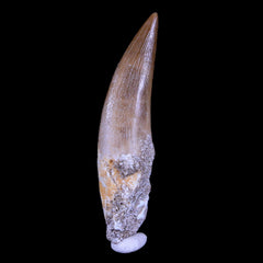 Elasmosaurus Fossil Teeth