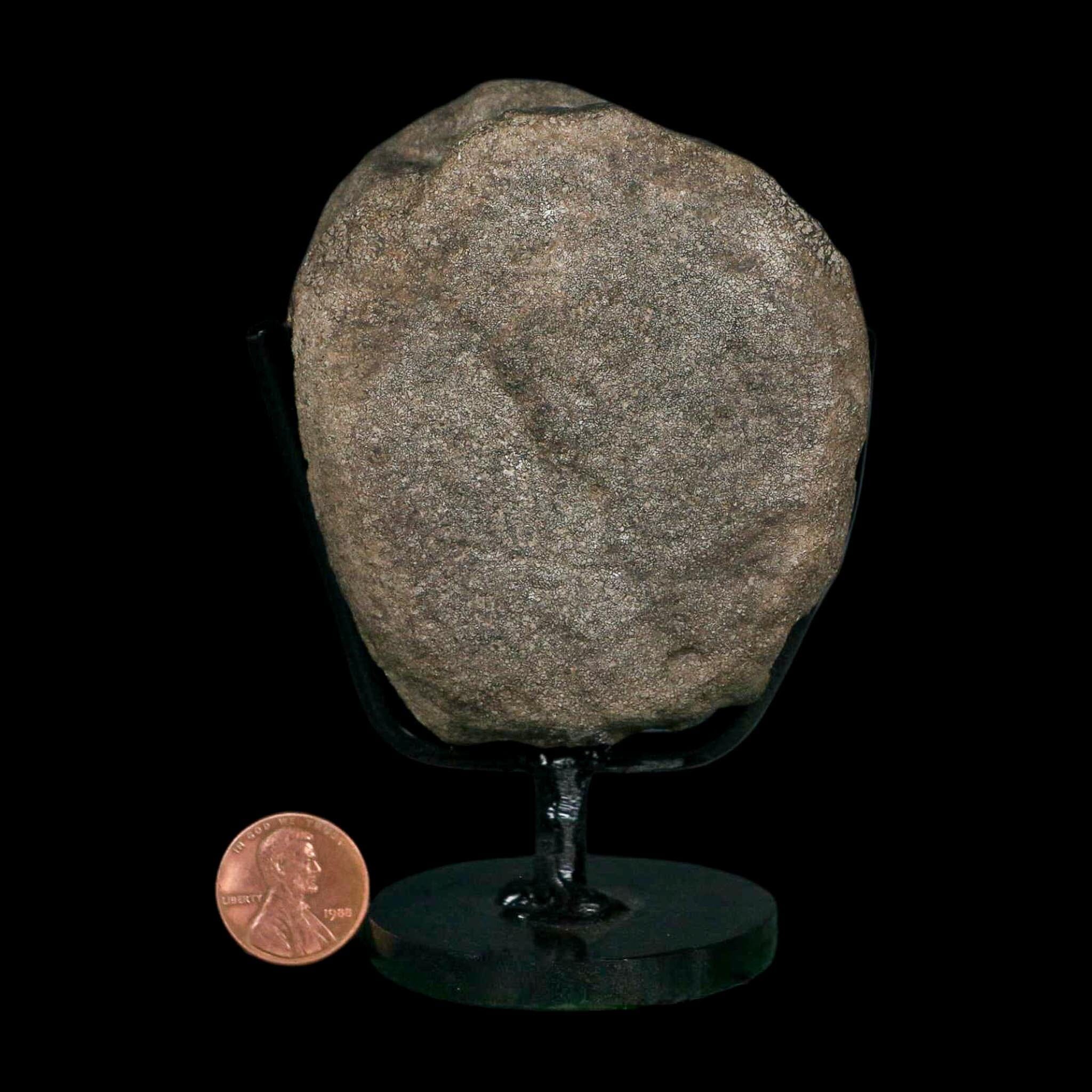 3.1" Hypacrosaurus Dinosaur Fossil Vertebrae Bone Two Medicine FM MT COA Stand - Fossil Age Minerals