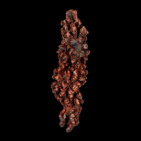 3.2" Prehistoric Coprolite Fossil Specimen Poop Dung Miocene Madagascar - Fossil Age Minerals