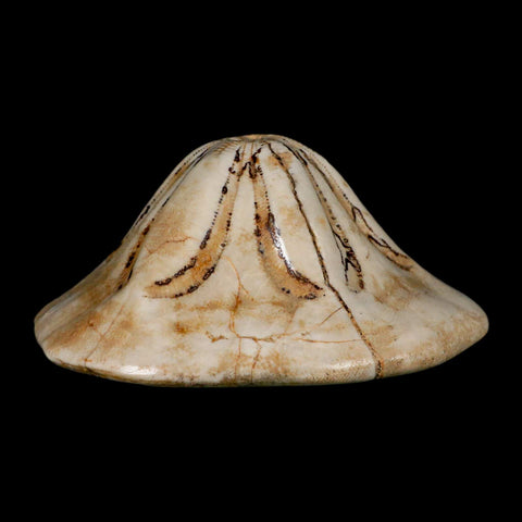 5.3" Detailed Fossil Clypeaster Altus Sea Urchin Echinoid Cretaceous Taza Morocco - Fossil Age Minerals