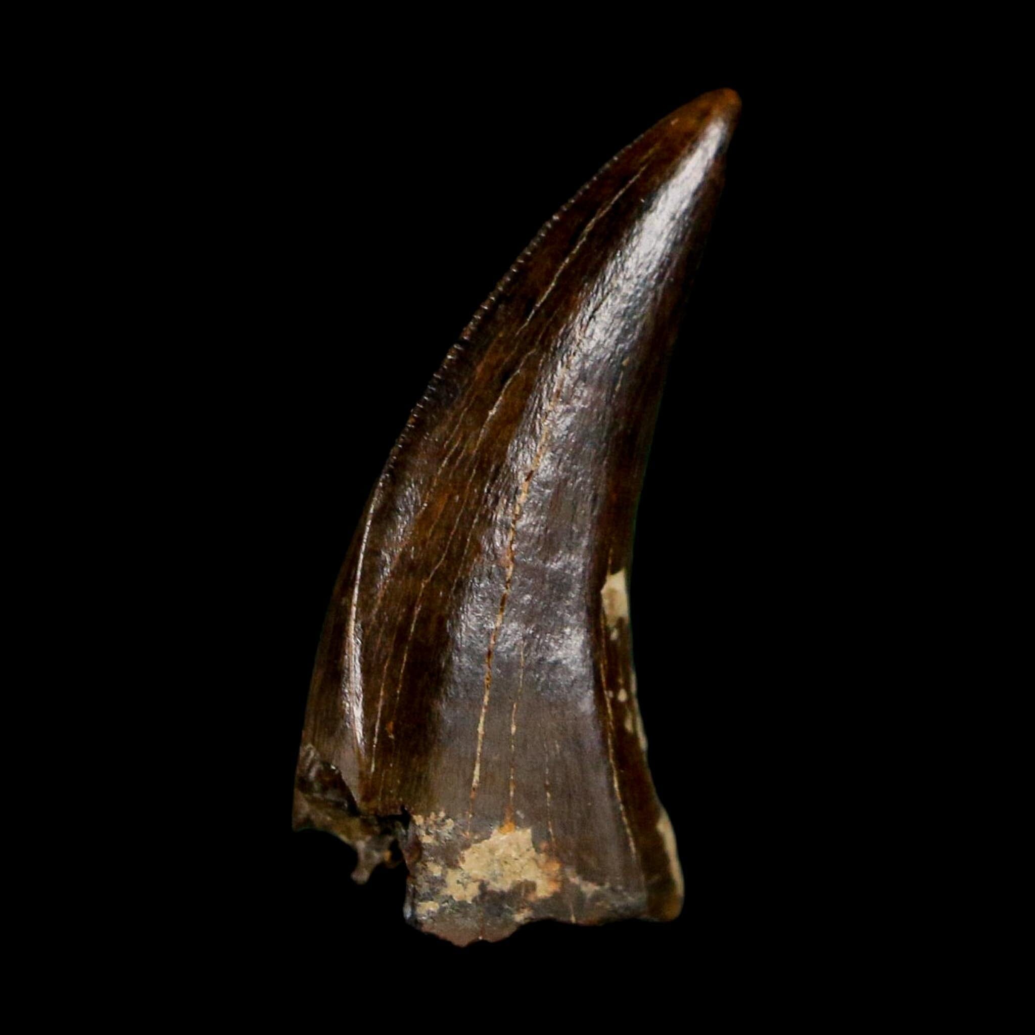 0.6" Saurornitholestes Raptor Serrated Tooth Fossil Judith River FM MT COA, Display
