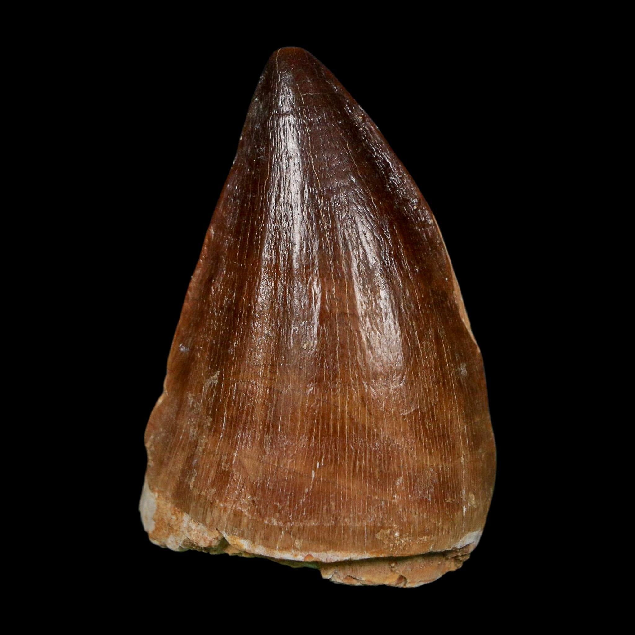 XL 2" Mosasaur Prognathodon Fossil Tooth Cretaceous Dinosaur Era COA, Stand - Fossil Age Minerals