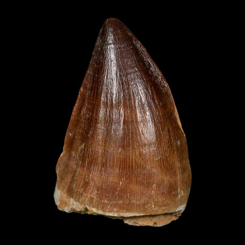 XL 2" Mosasaur Prognathodon Fossil Tooth Cretaceous Dinosaur Era COA, Stand - Fossil Age Minerals