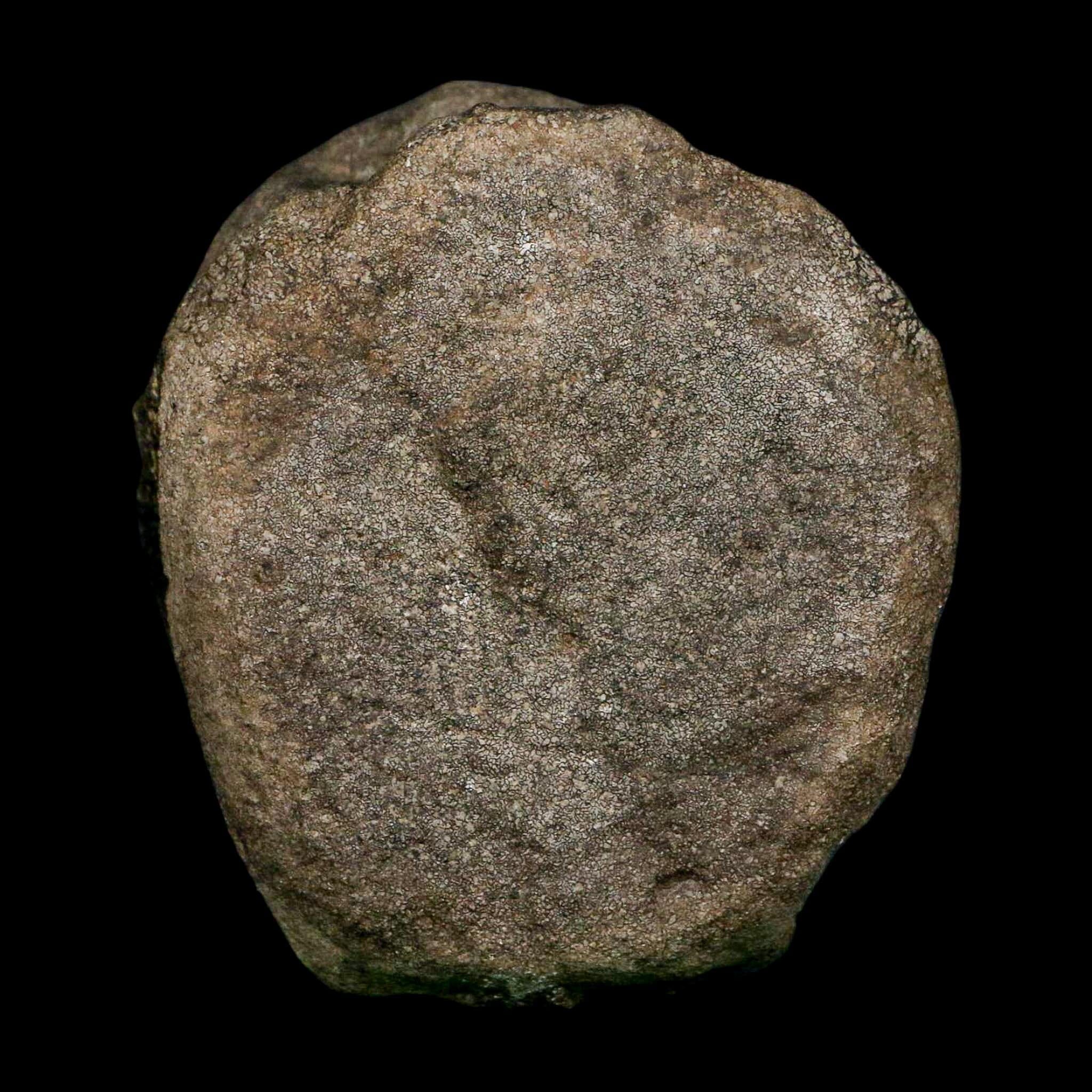 3.1" Hypacrosaurus Dinosaur Fossil Vertebrae Bone Two Medicine FM MT COA Stand - Fossil Age Minerals