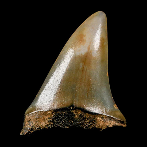 1.8" Quality Hastalis Mako Tooth Serrated Fossil Natural Miocene Age COA