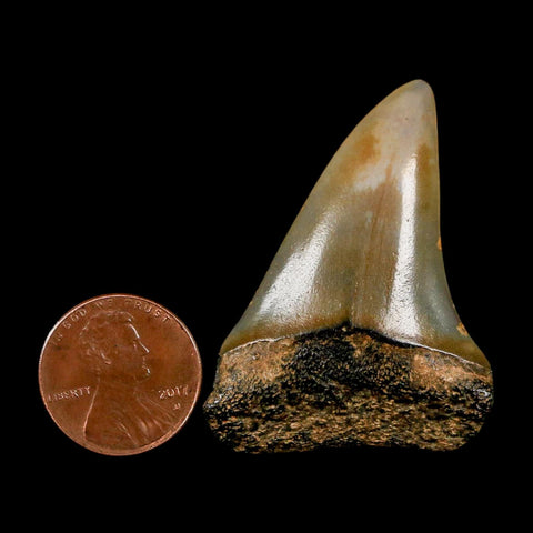1.8" Quality Hastalis Mako Tooth Serrated Fossil Natural Miocene Age COA