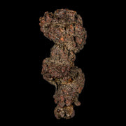 3.2" Prehistoric Coprolite Fossil Specimen Poop Dung Miocene Madagascar