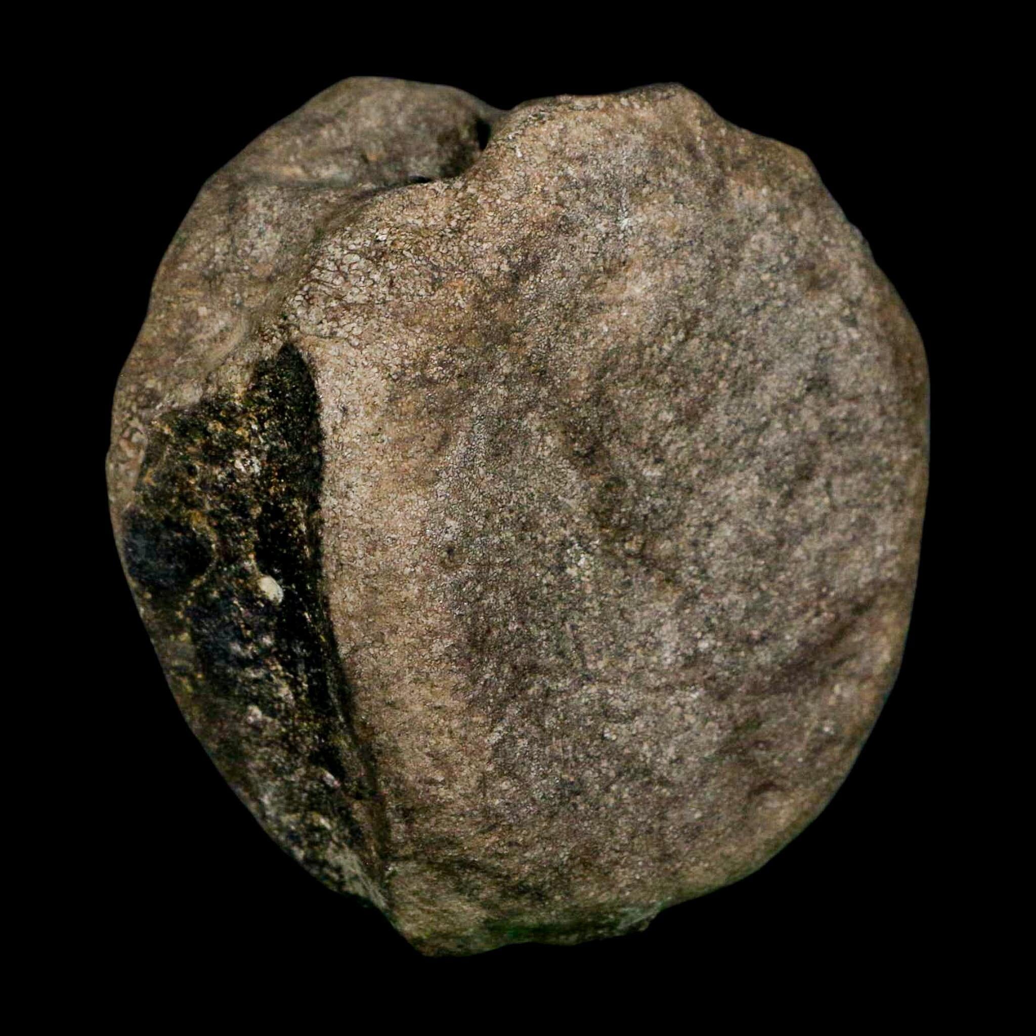 3.1" Hypacrosaurus Dinosaur Fossil Vertebrae Bone Two Medicine FM MT COA Stand - Fossil Age Minerals