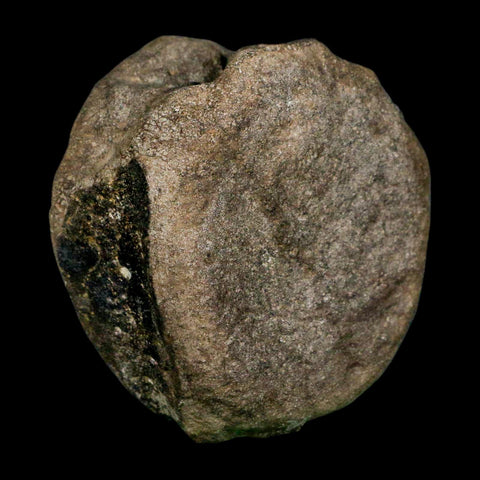 3.1" Hypacrosaurus Dinosaur Fossil Vertebrae Bone Two Medicine FM MT COA Stand - Fossil Age Minerals