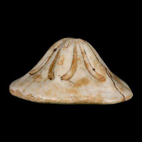 5.3" Detailed Fossil Clypeaster Altus Sea Urchin Echinoid Cretaceous Taza Morocco - Fossil Age Minerals