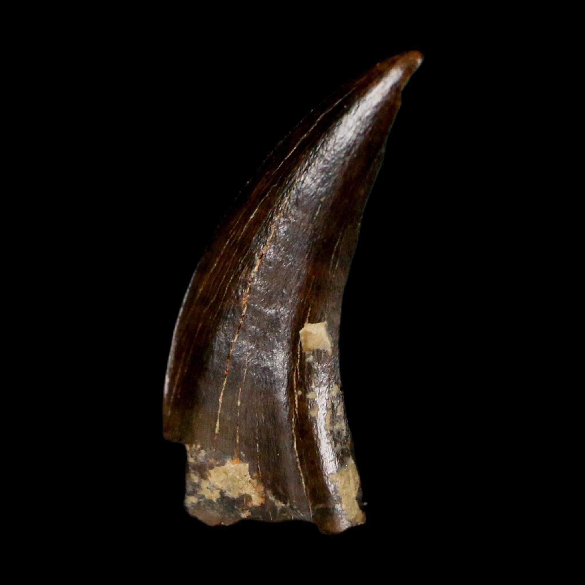 0.6" Saurornitholestes Raptor Serrated Tooth Fossil Judith River FM MT COA, Display