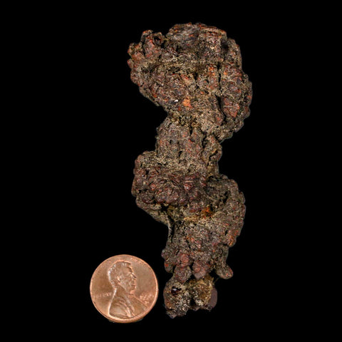 3.2" Prehistoric Coprolite Fossil Specimen Poop Dung Miocene Madagascar - Fossil Age Minerals