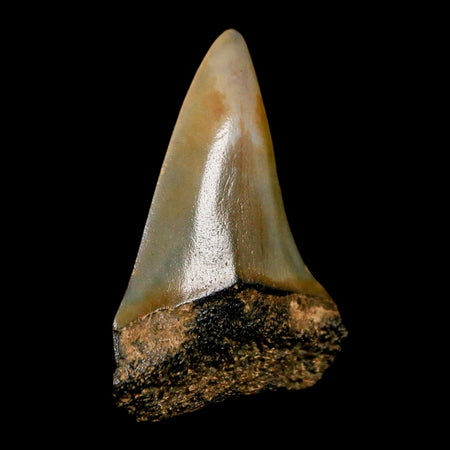 1.8" Quality Hastalis Mako Tooth Serrated Fossil Natural Miocene Age COA