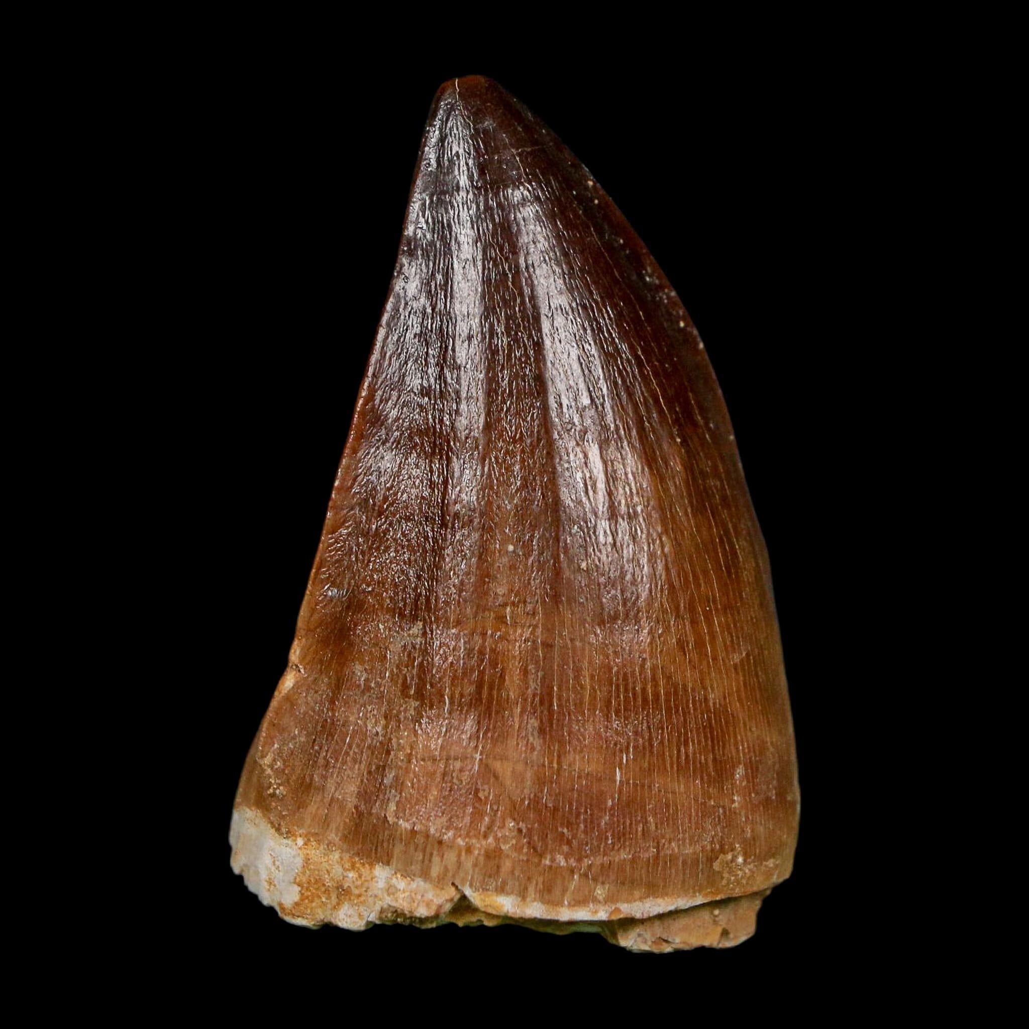 XL 2" Mosasaur Prognathodon Fossil Tooth Cretaceous Dinosaur Era COA, Stand - Fossil Age Minerals
