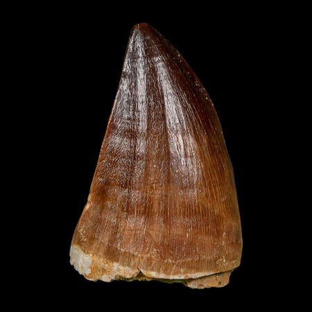 XL 2" Mosasaur Prognathodon Fossil Tooth Cretaceous Dinosaur Era COA, Stand