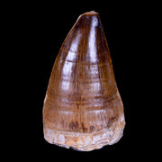 XL 2.1" Mosasaur Prognathodon Fossil Tooth Cretaceous Dinosaur Era COA & Stand