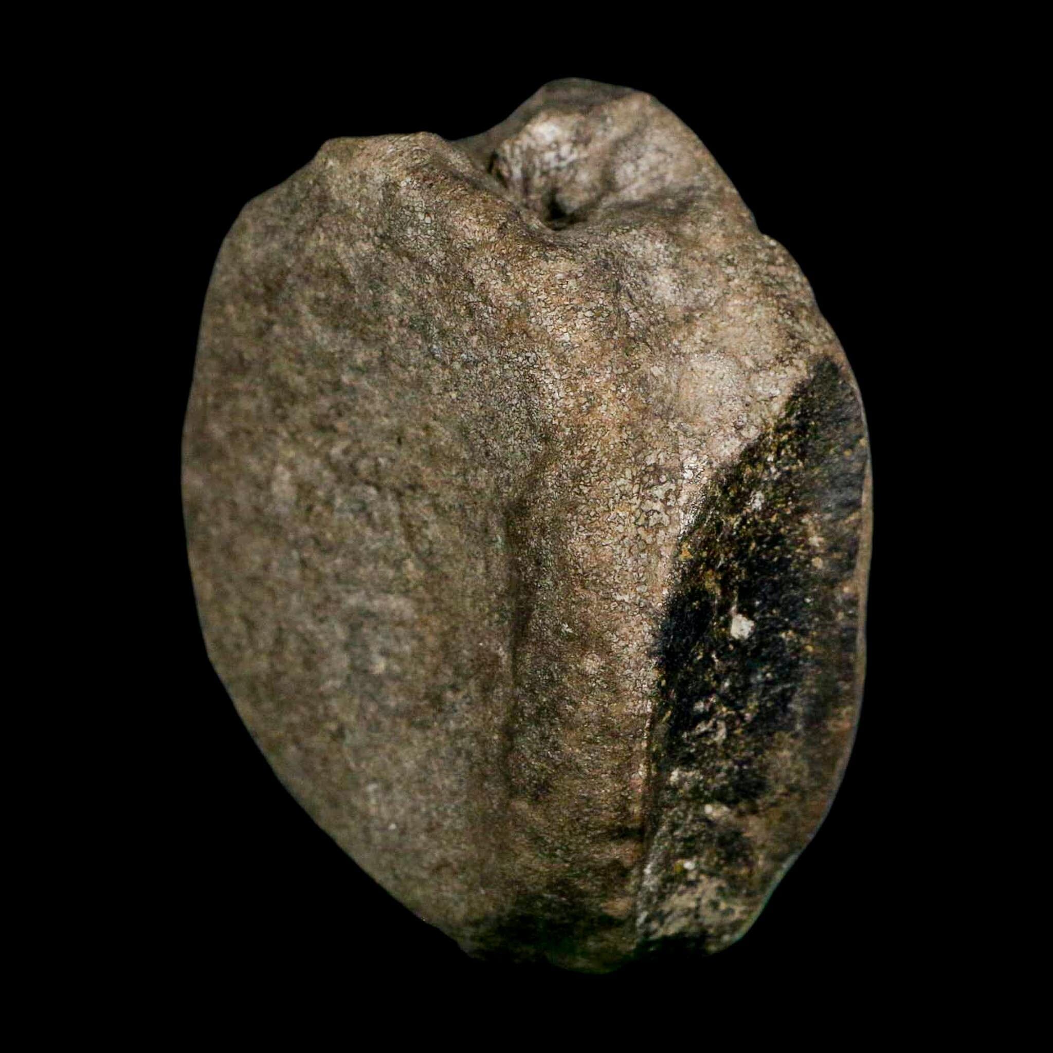 3.1" Hypacrosaurus Dinosaur Fossil Vertebrae Bone Two Medicine FM MT COA Stand - Fossil Age Minerals