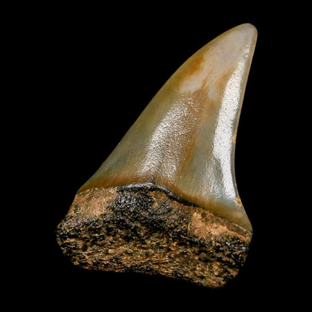 1.8" Quality Hastalis Mako Tooth Serrated Fossil Natural Miocene Age COA