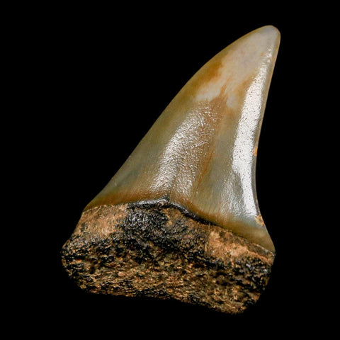 1.8" Quality Hastalis Mako Tooth Serrated Fossil Natural Miocene Age COA