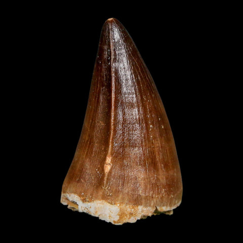 XL 2" Mosasaur Prognathodon Fossil Tooth Cretaceous Dinosaur Era COA, Stand - Fossil Age Minerals