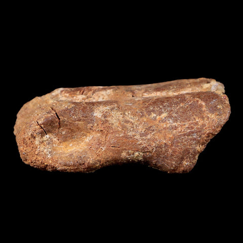 2" Rare Spinosaurus Toe Bone Fossil Cretaceous Dinosaur Age Morocco COA - Fossil Age Minerals