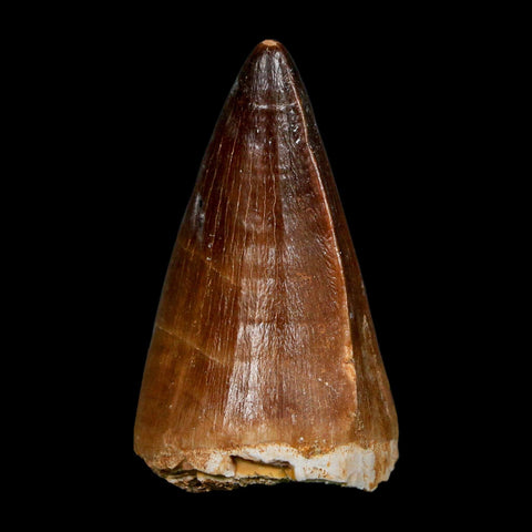 XL 2" Mosasaur Prognathodon Fossil Tooth Cretaceous Dinosaur Era COA, Stand - Fossil Age Minerals