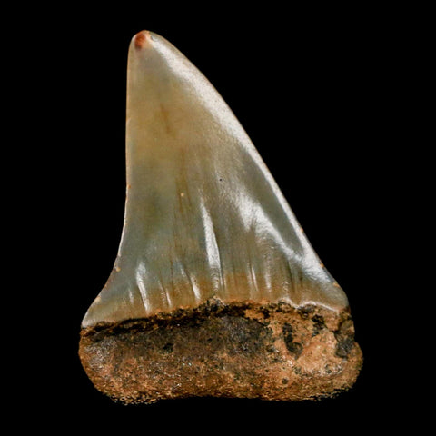 1.8" Quality Hastalis Mako Tooth Serrated Fossil Natural Miocene Age COA
