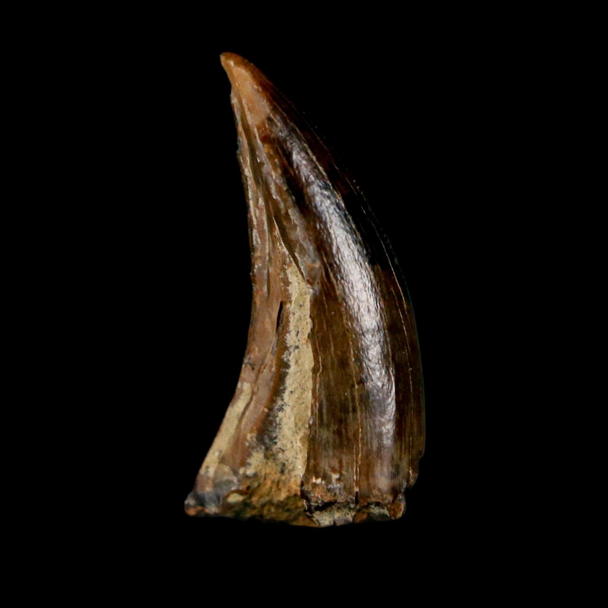 0.6" Saurornitholestes Raptor Serrated Tooth Fossil Judith River FM MT COA, Display