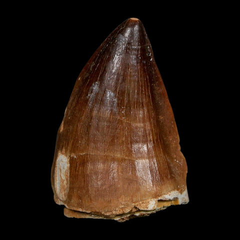 XL 2" Mosasaur Prognathodon Fossil Tooth Cretaceous Dinosaur Era COA, Stand - Fossil Age Minerals