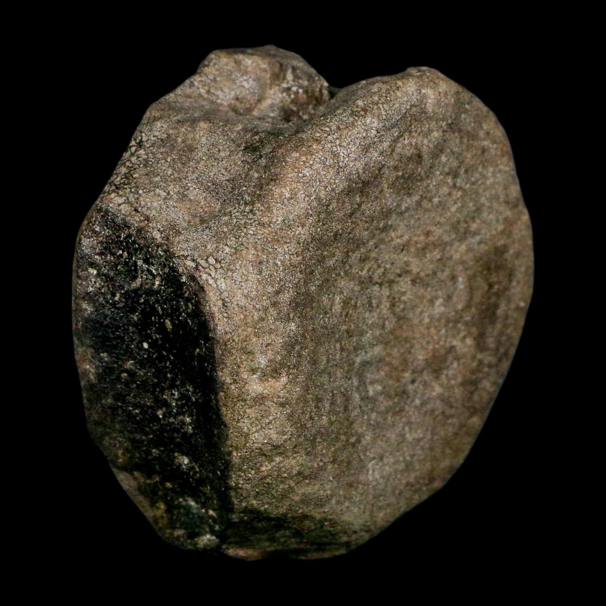 3.1" Hypacrosaurus Dinosaur Fossil Vertebrae Bone Two Medicine FM MT COA Stand - Fossil Age Minerals