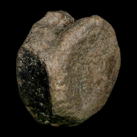 3.1" Hypacrosaurus Dinosaur Fossil Vertebrae Bone Two Medicine FM MT COA Stand - Fossil Age Minerals