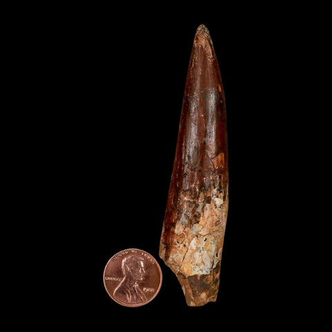 XL 3.5" Spinosaurus Fossil Tooth 100 Million Years Old Cretaceous Dinosaur COA - Fossil Age Minerals