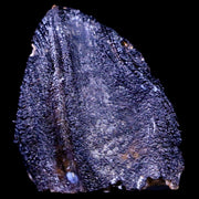 XL 0.7" Triceratops Fossil Tooth Hell Creek FM Cretaceous Dinosaur MT COA & Display