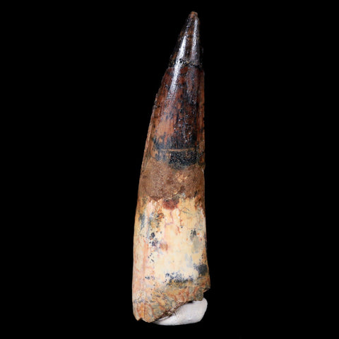 XL 3.6" Spinosaurus Fossil Tooth 100 Mil Yrs Old Cretaceous Dinosaur COA & Stand - Fossil Age Minerals