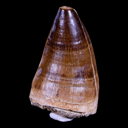 XL 2.1" Mosasaur Prognathodon Fossil Tooth Cretaceous Dinosaur Era COA & Stand