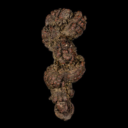 3.2" Prehistoric Coprolite Fossil Specimen Poop Dung Miocene Madagascar