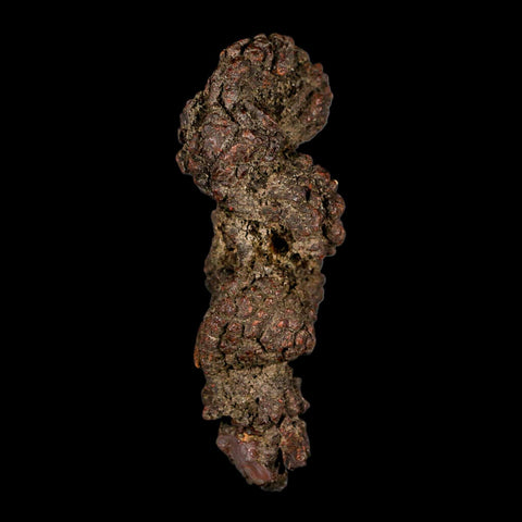 3.2" Prehistoric Coprolite Fossil Specimen Poop Dung Miocene Madagascar - Fossil Age Minerals