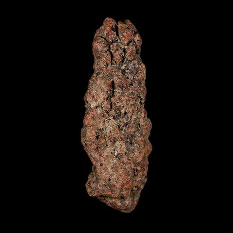 3.4" Prehistoric Coprolite Fossil Specimen Poop Dung Miocene Madagascar - Fossil Age Minerals
