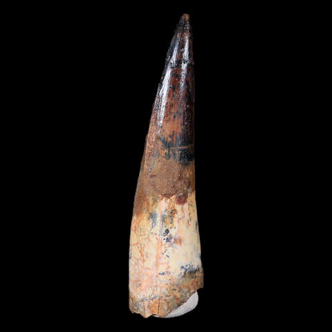 XL 3.6" Spinosaurus Fossil Tooth 100 Mil Yrs Old Cretaceous Dinosaur COA & Stand - Fossil Age Minerals