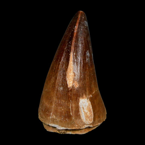 XL 2" Mosasaur Prognathodon Fossil Tooth Cretaceous Dinosaur Era COA, Stand - Fossil Age Minerals