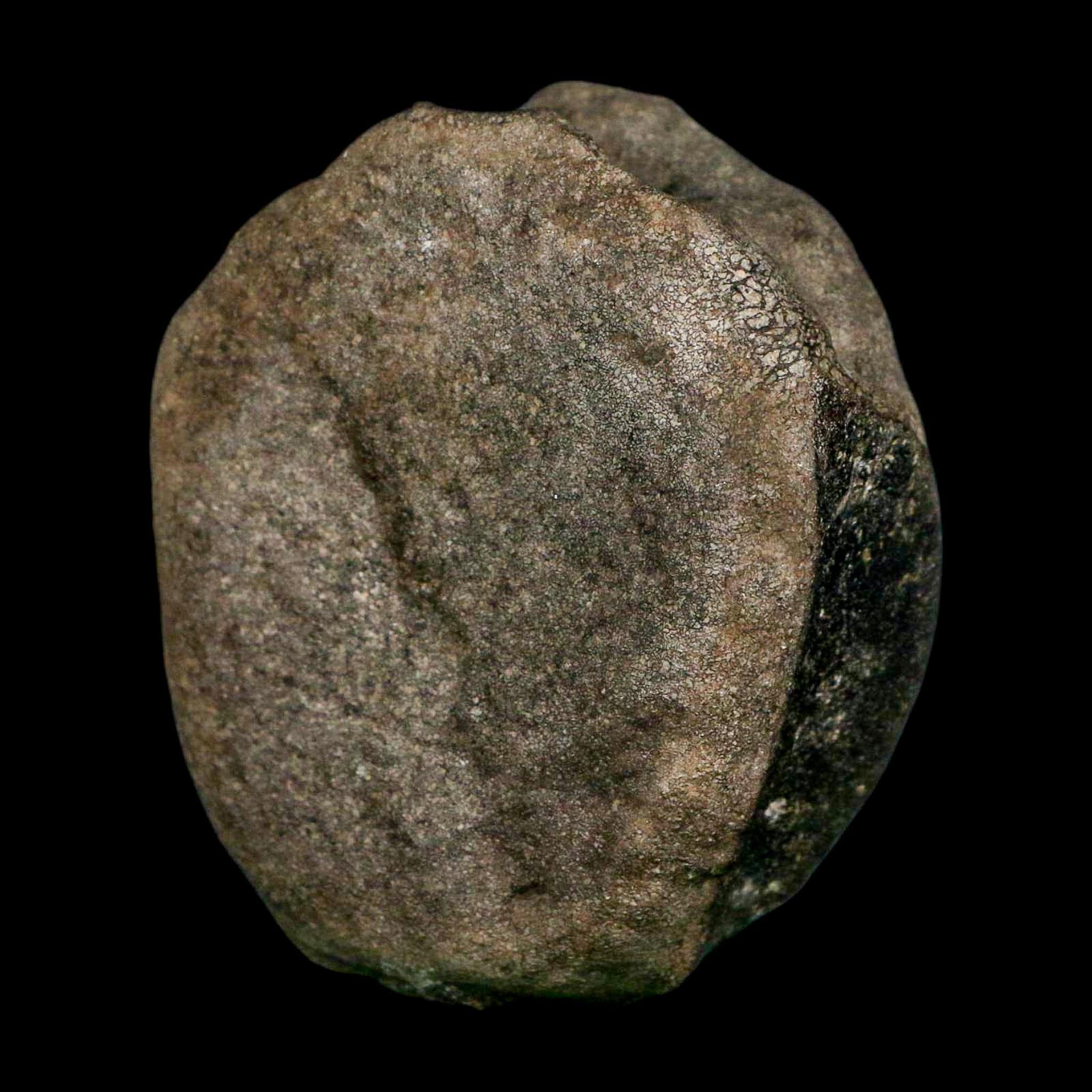 3.1" Hypacrosaurus Dinosaur Fossil Vertebrae Bone Two Medicine FM MT COA Stand - Fossil Age Minerals