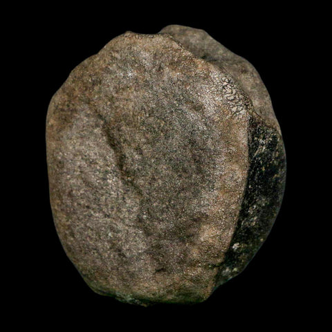 3.1" Hypacrosaurus Dinosaur Fossil Vertebrae Bone Two Medicine FM MT COA Stand - Fossil Age Minerals