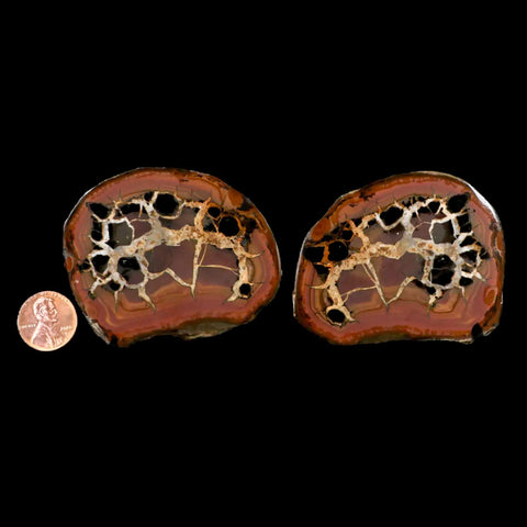2.6" Septarian Dragon Stone Polished Halves Nodule Mineral Specimen Morocco - Fossil Age Minerals