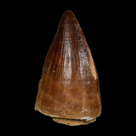 XL 2" Mosasaur Prognathodon Fossil Tooth Cretaceous Dinosaur Era COA, Stand - Fossil Age Minerals