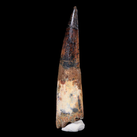 XL 3.6" Spinosaurus Fossil Tooth 100 Mil Yrs Old Cretaceous Dinosaur COA & Stand - Fossil Age Minerals