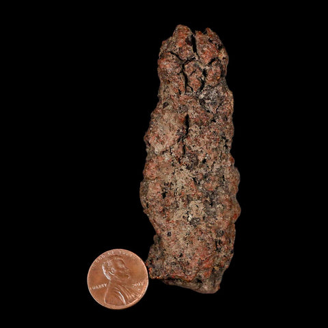 3.4" Prehistoric Coprolite Fossil Specimen Poop Dung Miocene Madagascar - Fossil Age Minerals